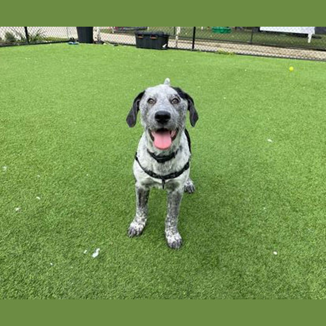Photo of Daisy