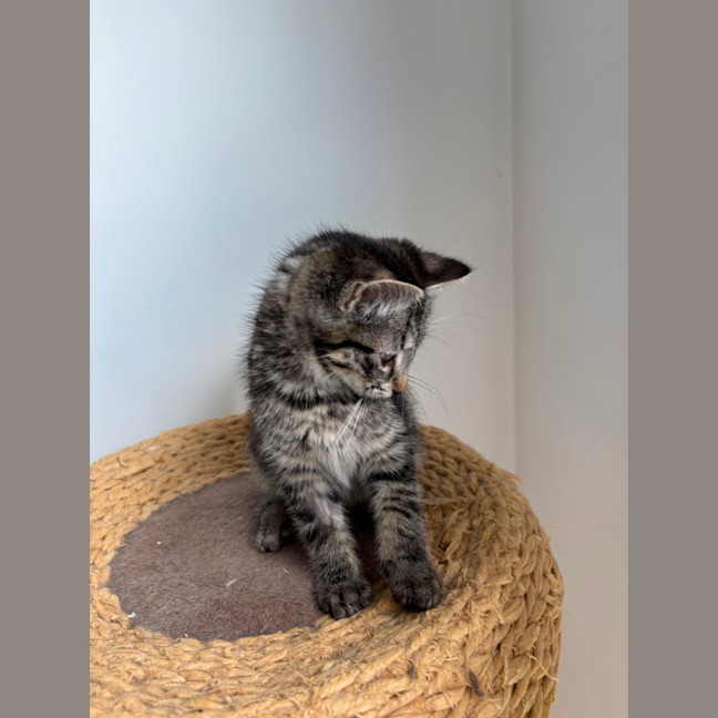 Photo of Remmy Meet Me @Petstock Hastings Store 