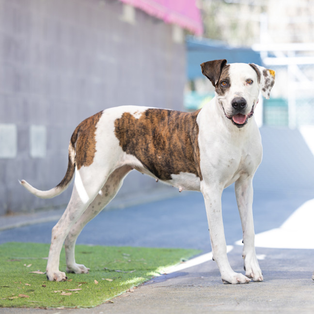 Photo of Roxy