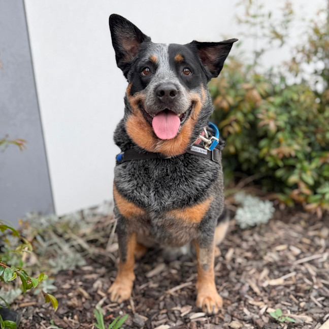 Photo of Bandit