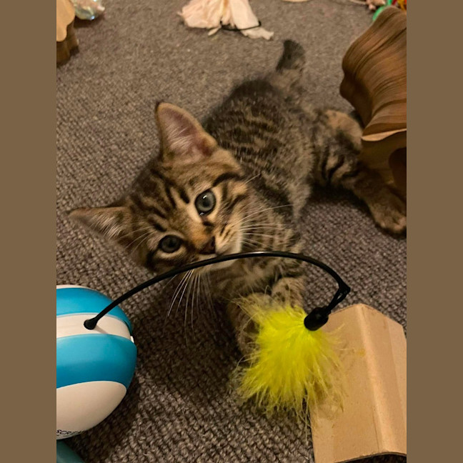 Photo of Kiwi