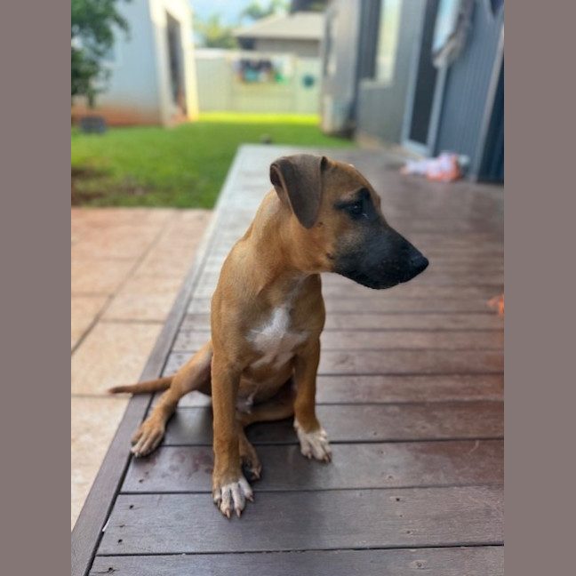 Photo of Koda