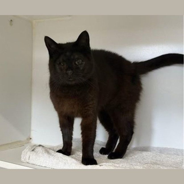 Photo of Midnight