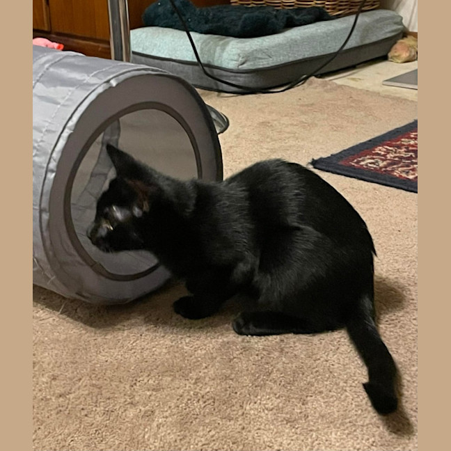 Photo of South   Meet Me At The Adoption Day 28/2