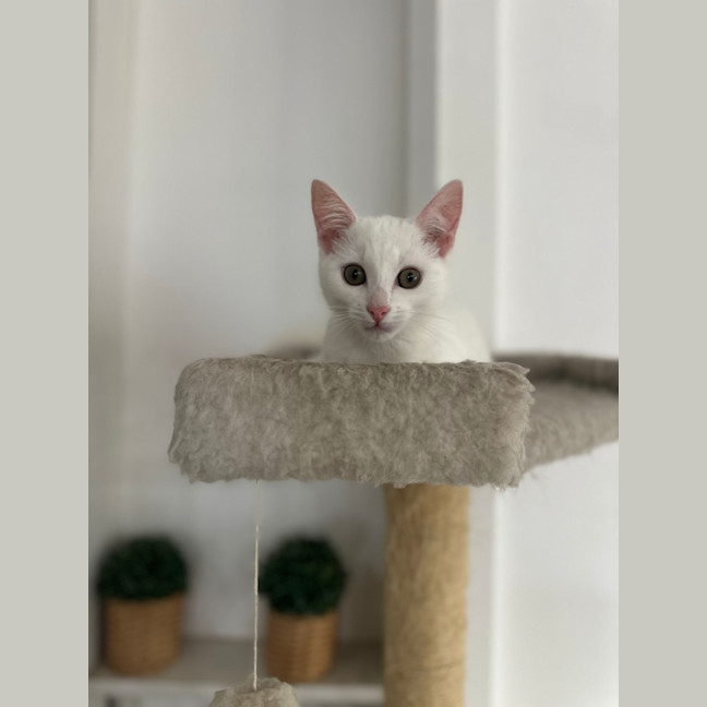 Photo of Candy