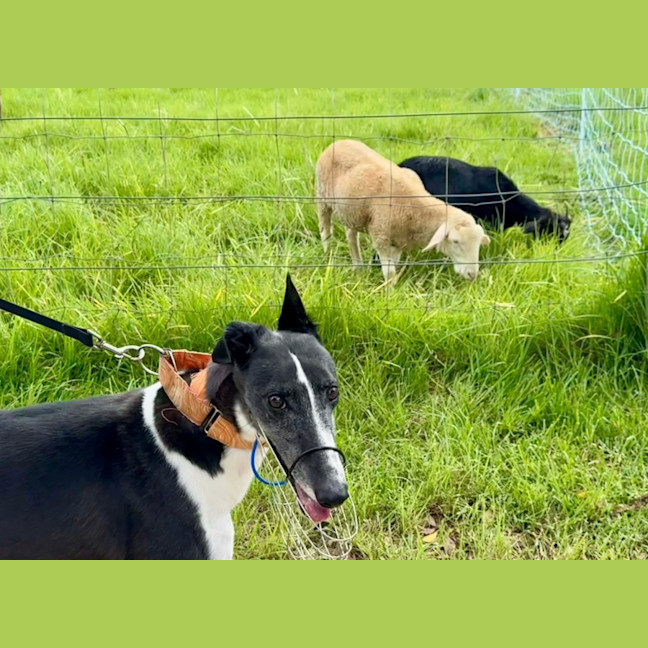 Photo of Luka, The Greyhound 