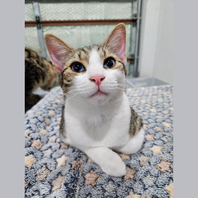 Photo of Blue Boy