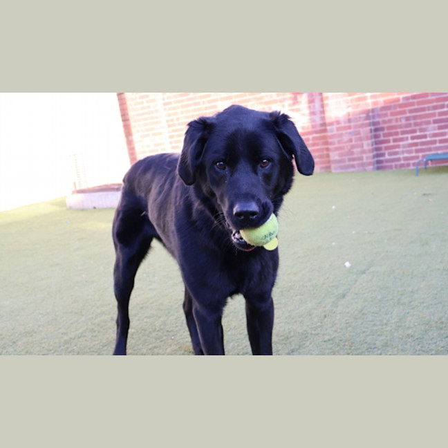 Photo of Archie