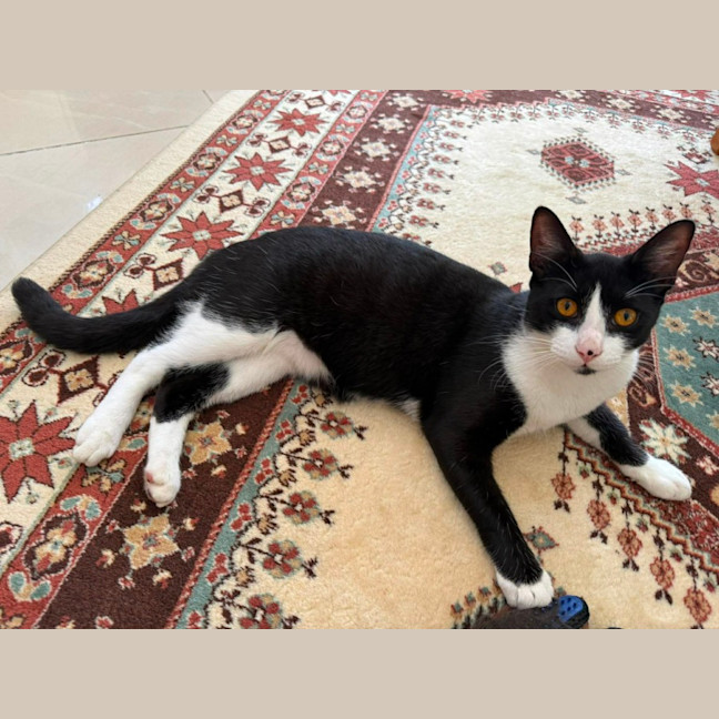 Photo of Felix 