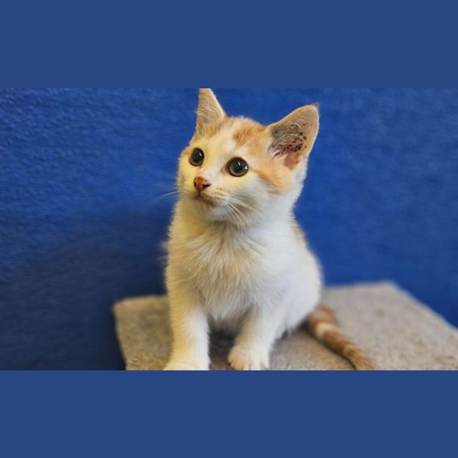 Photo of Simba