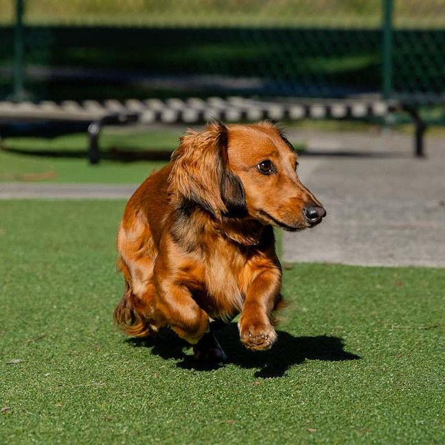 Photo of Dash