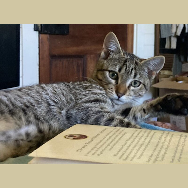 Photo of Pepper
