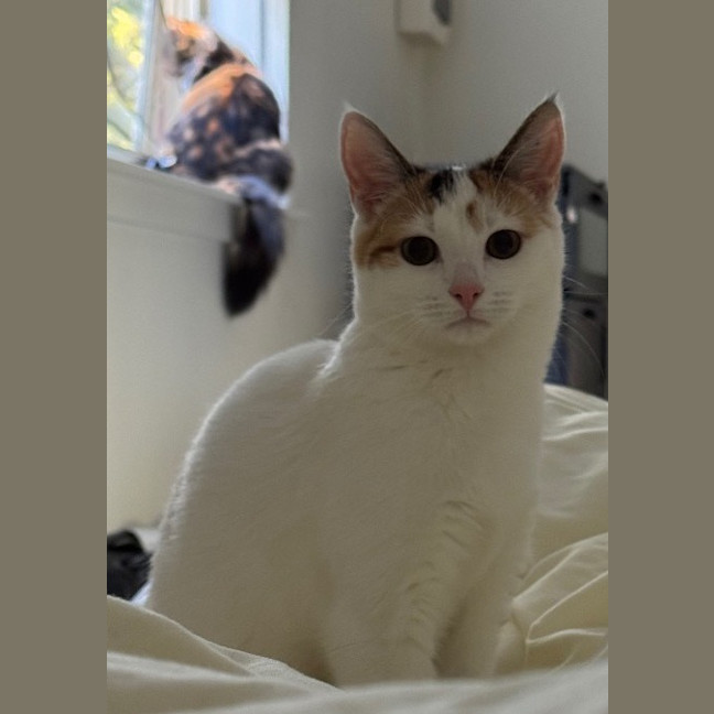 Photo of Rose