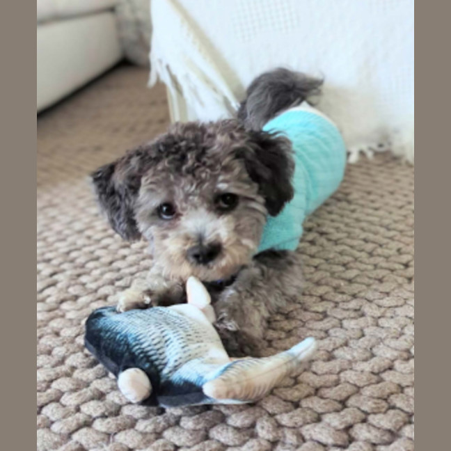 Photo of Augie   9 Month Old Maltese X