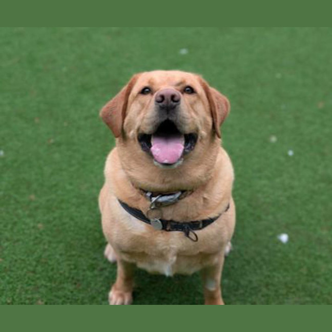Photo of Goldie