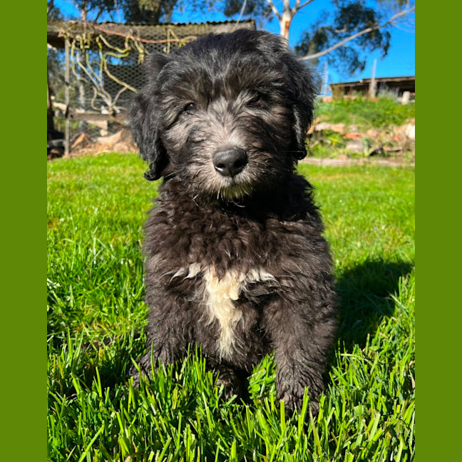 Photo of Pancake