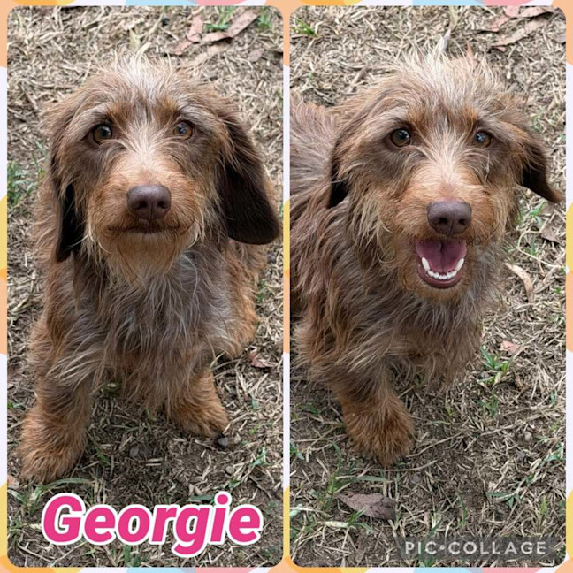 Photo of Georgie
