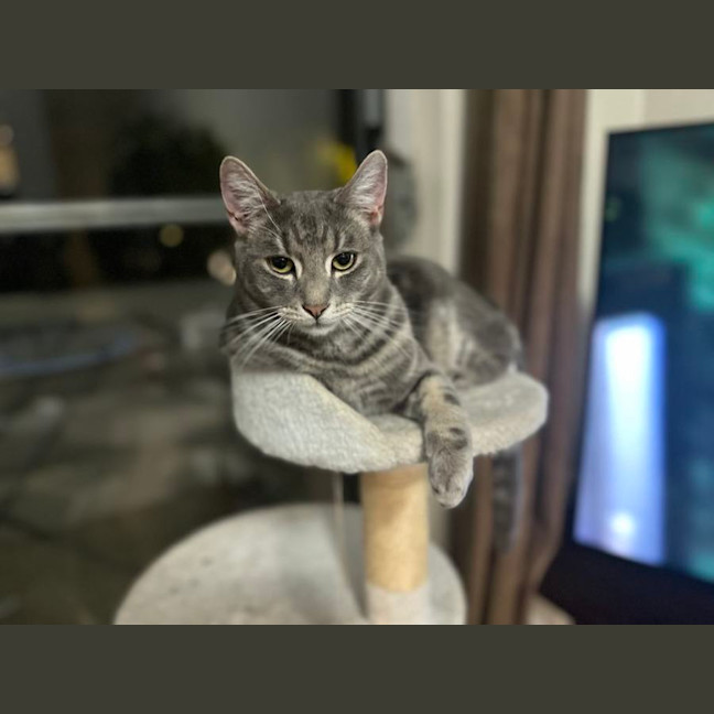 Photo of Astro The Grey Tabby