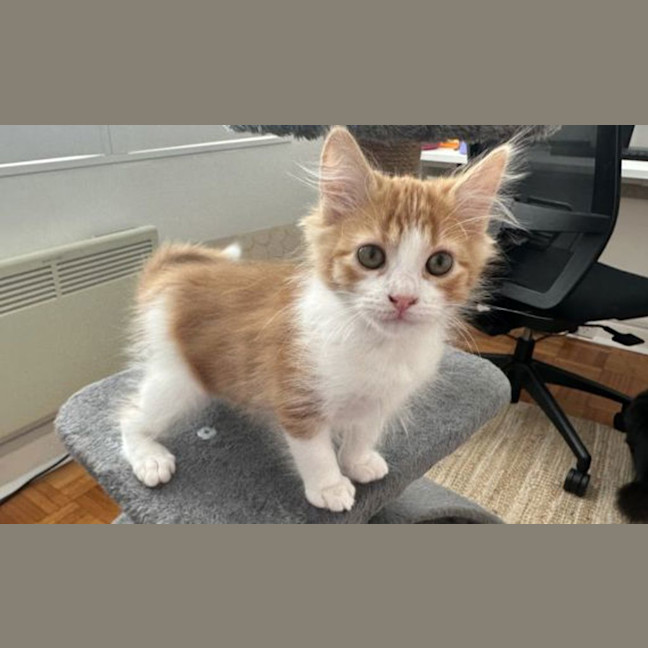 Photo of Marmalade