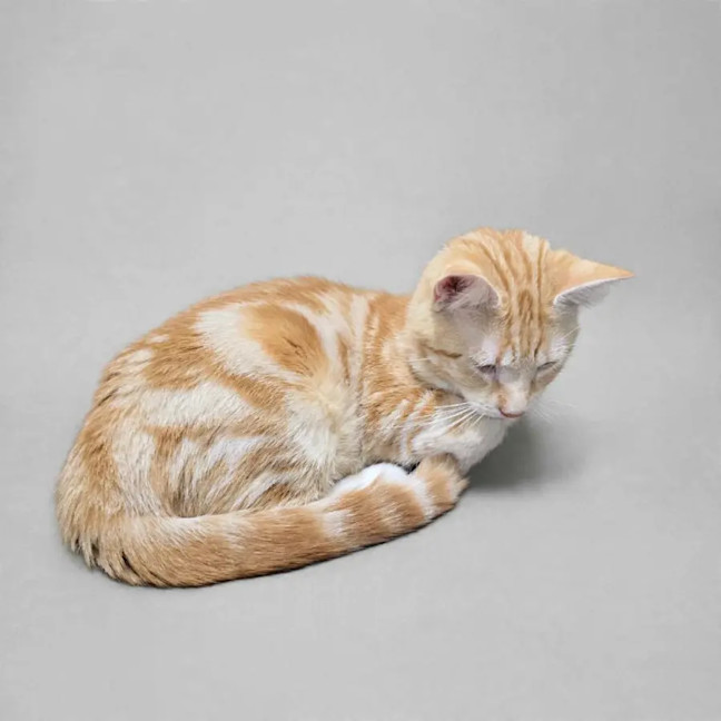 Photo of Shadow