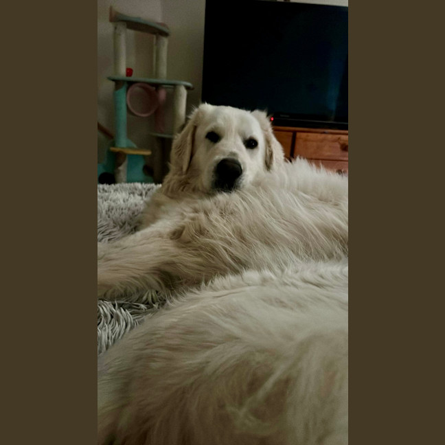 Photo of Luna *9 Lives Project Rescue*