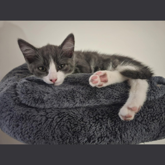 Photo of Penny Meet Me@Petstock Hastings Store