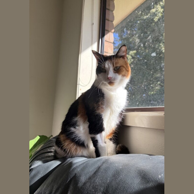 Photo of Maple