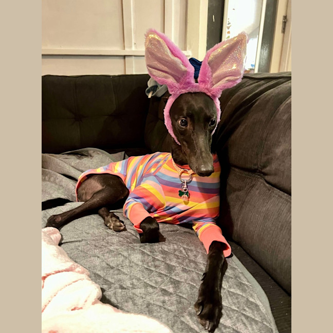 Photo of Peachy The Greyhound