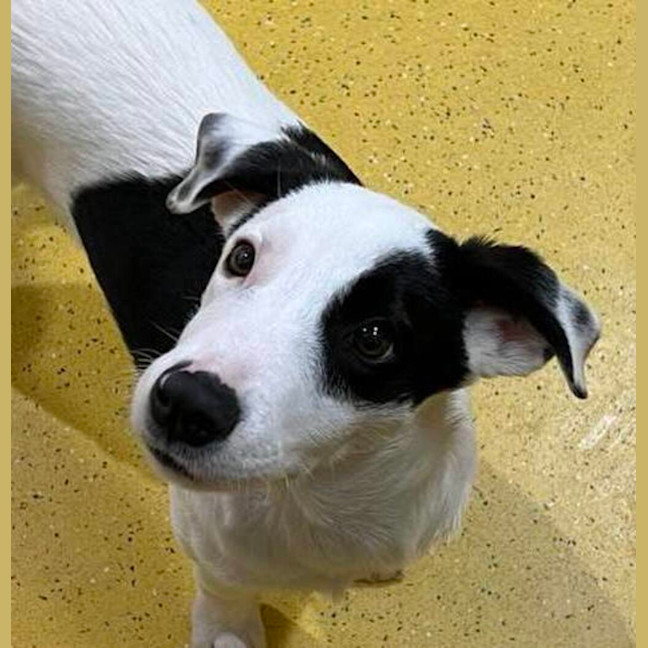 Photo of Patches