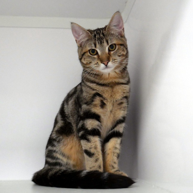 Photo of Billy Suk013893 & Jacqueline Suk013894