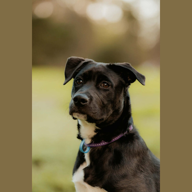 Photo of Shadow