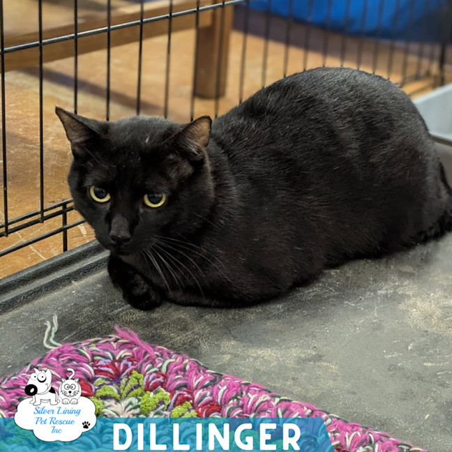 Photo of Dillinger