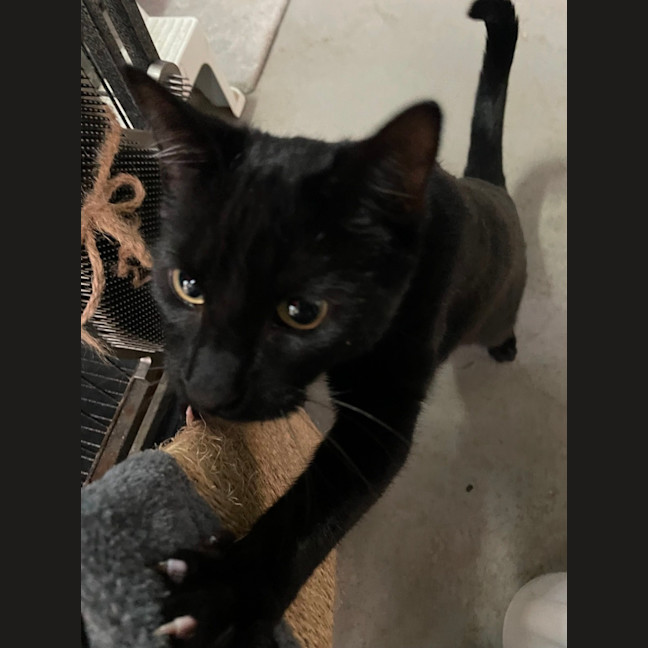 Photo of Bagel