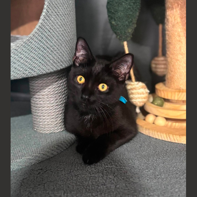 Photo of Cyrus