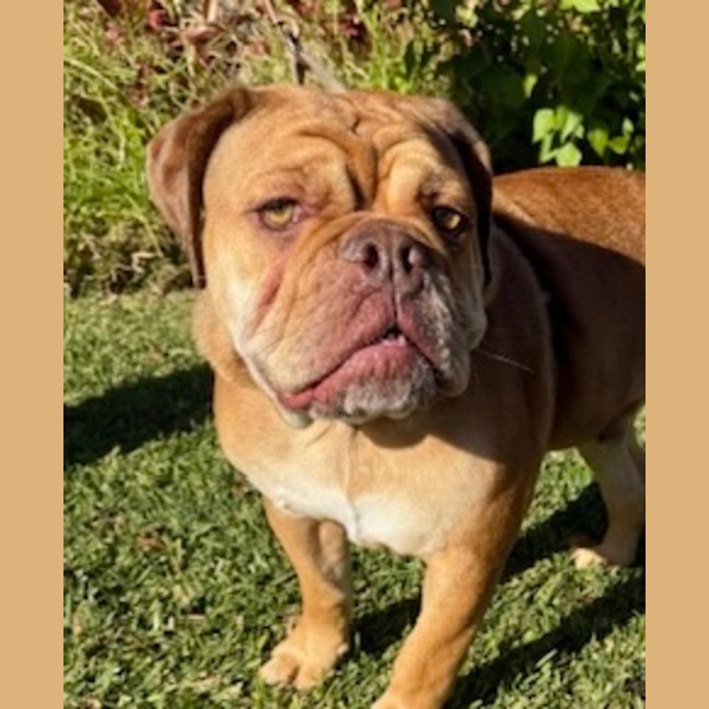 Photo of Macho