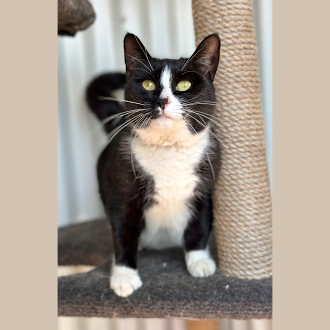 Photo of Luna