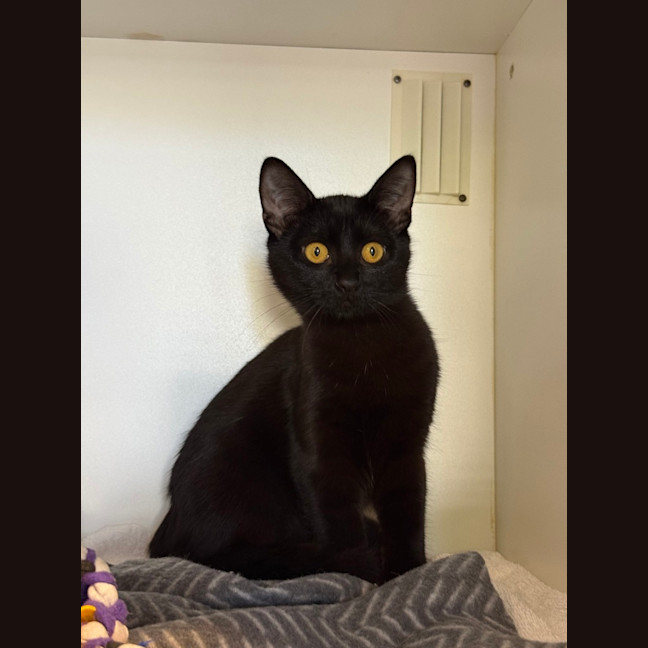 Photo of Upsy Daisy (Shadow)