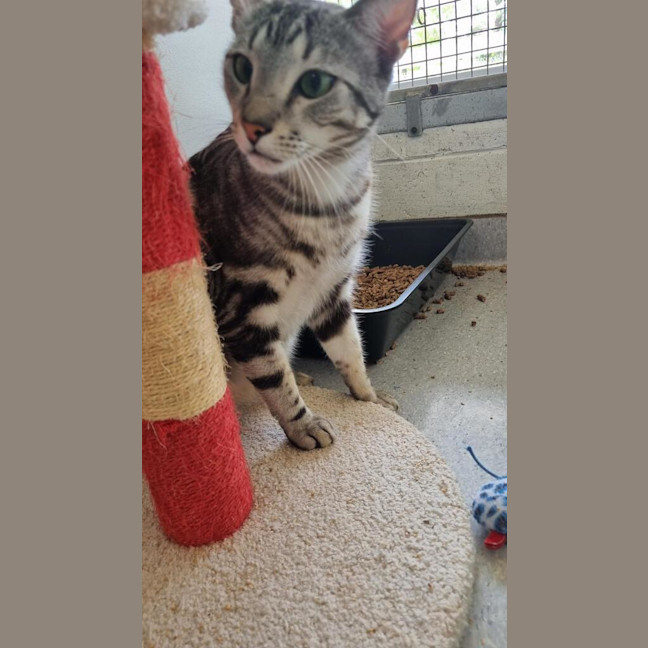 Photo of Boomer