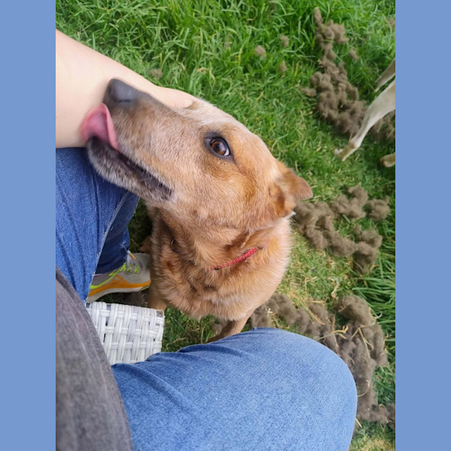 Photo of Poppy