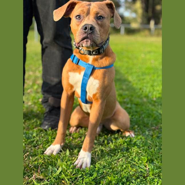 Photo of Oak