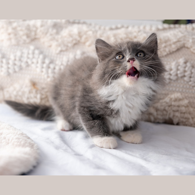 Photo of Bluey