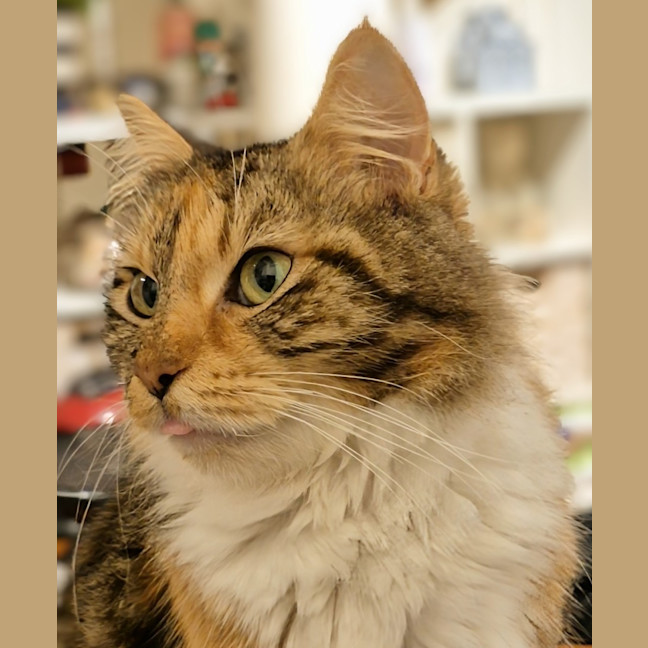 Photo of Miss Molly 
