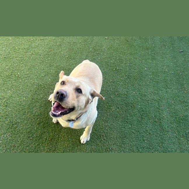 Photo of Yoyo