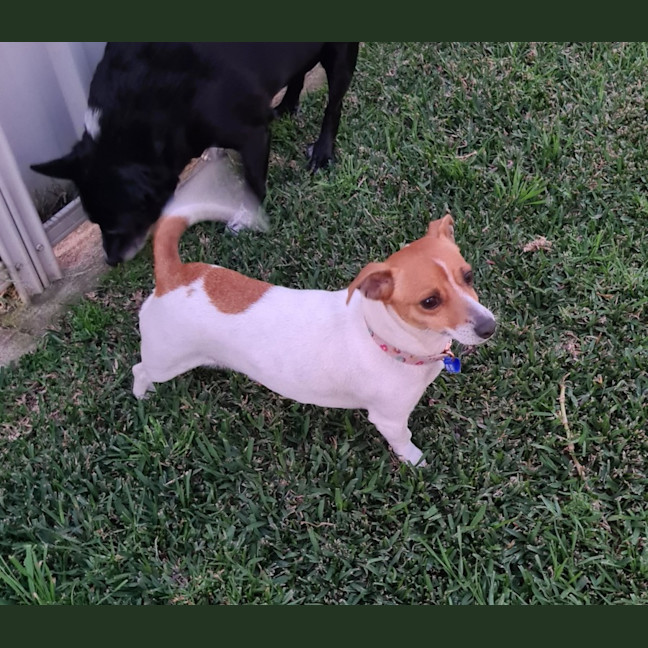 Photo of Skye   4 Year Old Jack Russell Terrier (Trial)