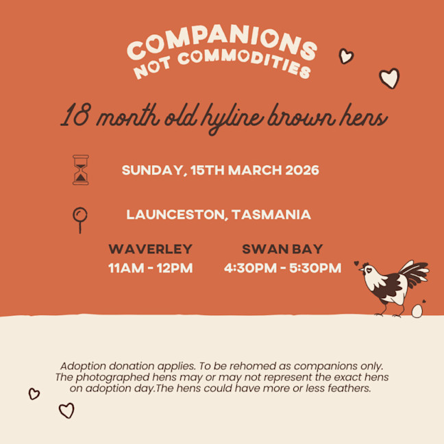 Photo of Rescue Hen Adoption Day   Waverley & Swan Bay, Tas