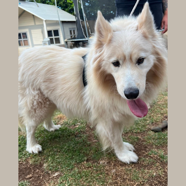 Photo of Mango Cream