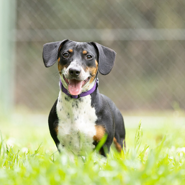 Photo of Tuppence