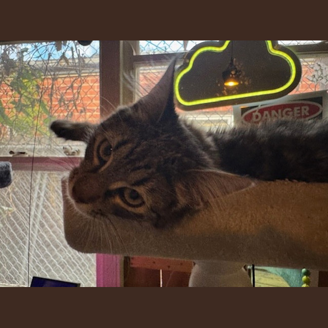 Photo of Pepper Paws