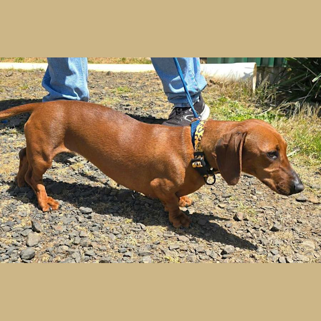 Photo of Rosie