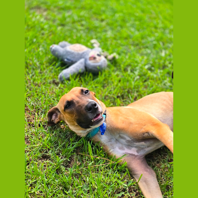 Photo of Teddy   6 Month Old Mastiff X